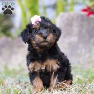 Poppy, Yorkie Poo Puppy
